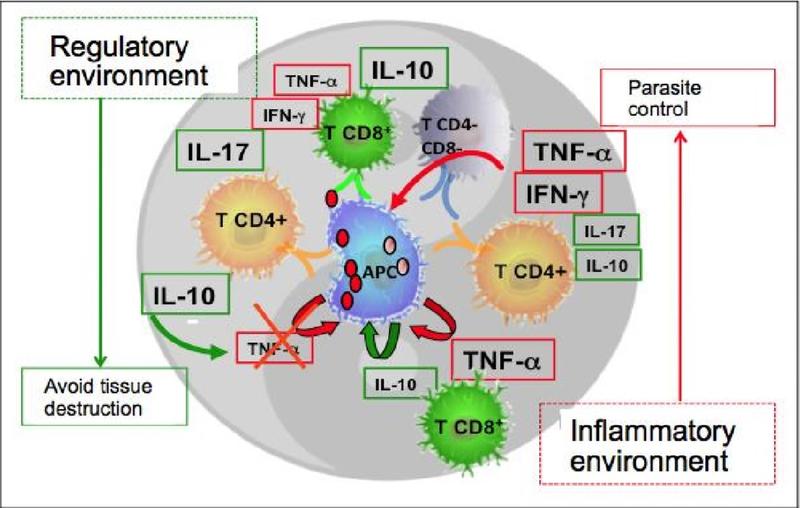 The yin/yang of immunoregulatory networks