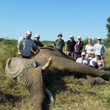 Animal TB team with elephant