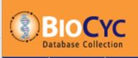 biocyc logo