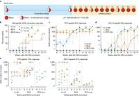 Study design diagram and monitoring of TB infecvtion by IFNy release after repeated ultra-low dose expose to M.tb