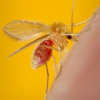 Sandfly that spreads Leishmaniasis (credit: CDC)